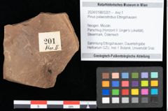 Foto (Objekt + Etikett) von Pinus palaeostrobus Ettingshausen (NHMW-GEO-2024-0188-0201)